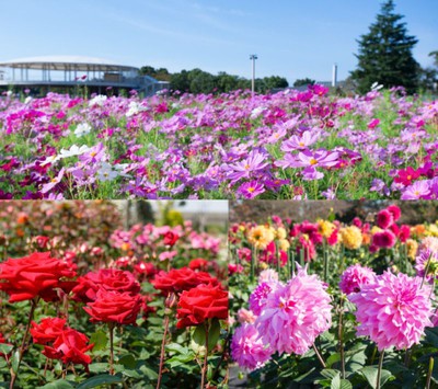 なばなの里 ダリア コスモスまつり 三重県 の情報 ウォーカープラス