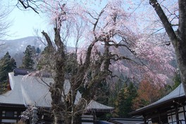 本堂の正面に堂々とそびえる樹齢300年を超えるしだれ桜