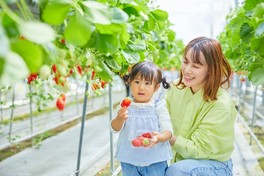 高設栽培で楽々収穫。大粒のいちごを摘み取れる