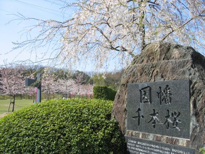 桜 見ごろ 因幡千本桜 桜の園 鳥取県 の情報 ウォーカープラス