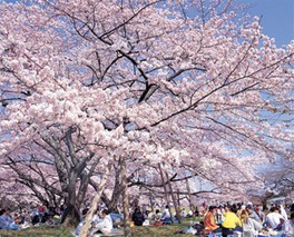 約1か月にわたり桜を楽しむことができる
