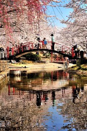 園内にかかる丸いシルエットの橋が桜の中で映える