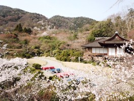 桜が色づく庭園内から嵐山を望む
