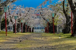 メイン通りにある染井吉野の桜トンネル