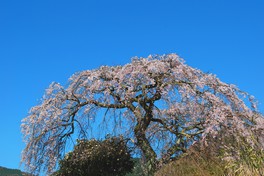 樹高約7mで樹齢約100年とされるしだれ桜