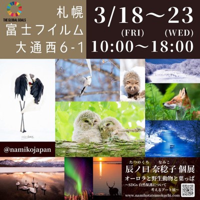 辰ノ口奈稔子個展 オーロラと野生動物と葉っぱ Sdgs自然保護について考える写真 動画展 北海道 の情報 ウォーカープラス