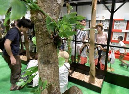 大昆虫展 in 東京スカイツリータウン(R) ～知ってビックリ！昆虫のすごい世界～