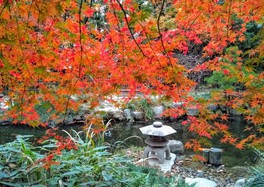 秋色に染まる穏やかな庭園で、紅葉散策を楽しめる