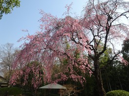 戸定が丘歴史公園の紅枝垂桜