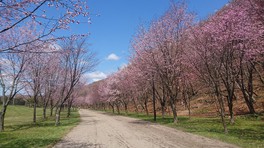 公園を囲む桜の木々