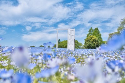 青い魅惑のお花、ネモフィラに包まれる絶景