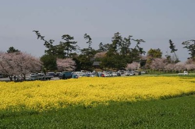 桜 見ごろ 長崎鼻 大分県 の情報 ウォーカープラス