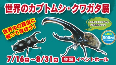 世界のカブトムシ クワガタ展 熊本県 の情報 ウォーカープラス