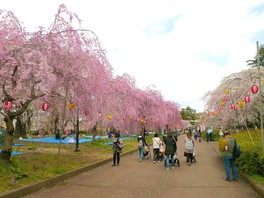 日本の都市公園百選に選ばれた園内には約350本の桜が咲き誇る