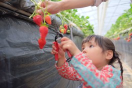 大粒で甘いいちごができるように生産者がしっかりと管理