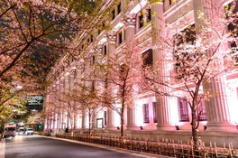 夜間には桜通りの桜が美しくライトアップされる