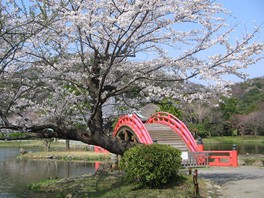 桜が反り橋や池の水面を彩る光景が楽しめる