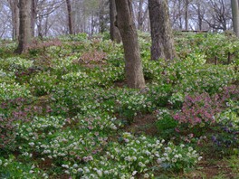 埼玉県の花 自然情報一覧 26件 ウォーカープラス