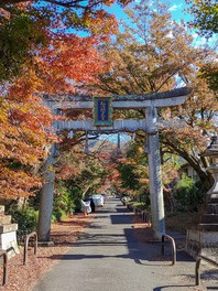 鳥居から本殿へと続く紅葉のトンネル