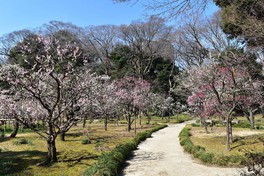 大名庭園を美しく彩る梅の花