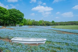 白いボートとネモフィラの青の海