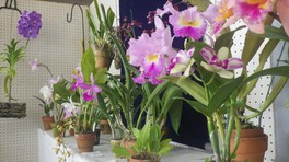 和歌山県緑花センター 春の洋ラン展 和歌山県 の情報 ウォーカープラス