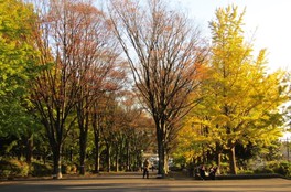 例年11月上旬頃から、木々が赤や黄色に染まっていく