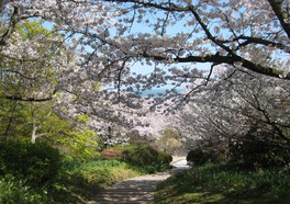 桜のトンネルは写真映えするスポットだ