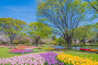 4月上旬から中旬に見頃を迎える色とりどりのチューリップ