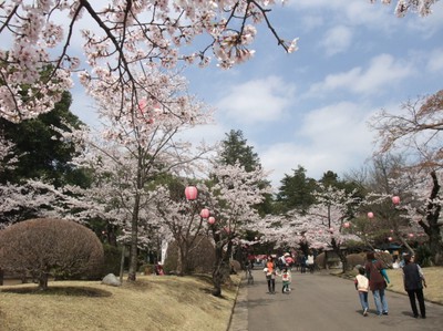 桜 見ごろ 小山市 城山公園 栃木県 の情報 ウォーカープラス