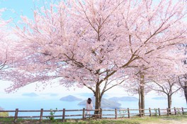 桜の向こうに海が広がる絶景が楽しめる