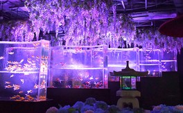 金魚の滝