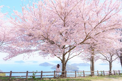 紫雲出山の桜 香川県 の情報 ウォーカープラス