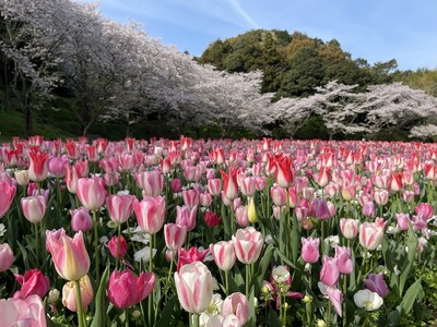 桜とチューリップ