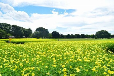 国営昭和記念公園 コスモスまつり 東京都 の情報 ウォーカープラス