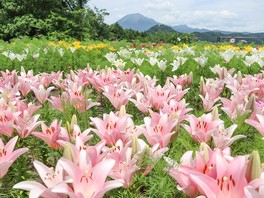 約80品種8万1000球のユリが観賞できるイベント