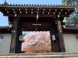 境内の庭園を桜が美しく彩る