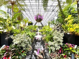 ユニークなランや観葉植物に彩られた「いろどりのにわ」