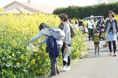 菜の花摘み取り体験 神奈川県 の情報 ウォーカープラス