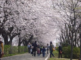 派川加治川の桜のトンネル