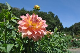 さまざまな品種のダリアが開花する