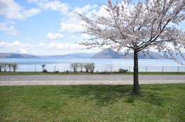 湖畔沿いを桜を見ながらドライブ