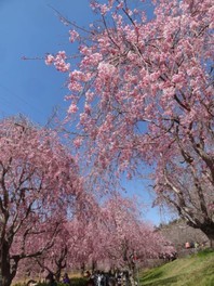 カーテンのように桜の花が広がる