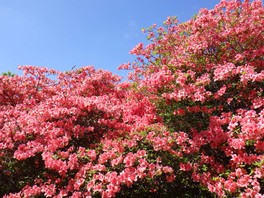 一面に咲き広がるツツジと若葉が織り成す、色鮮やかな景色を見ることができる