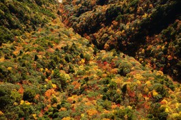 紅葉の中をロープウェイで通り抜けることができる