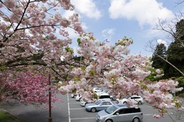 桜と比叡山ドライブが楽しめる