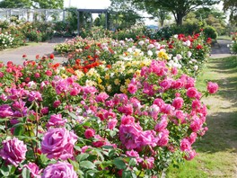 園内にはバラの芳香が漂う