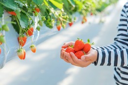 思わず写真に撮りたくなる綺麗ないちご園