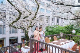 3つのホテルに囲まれた日本庭園でライトアップされる桜