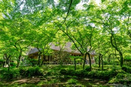 自生の木立や一面に生えたスギゴケが美しい風景を作り出す